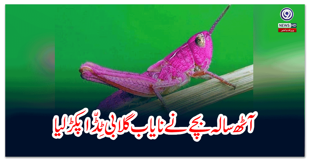 آٹھ-سالہ-بچے-نے-نایاب-گلابی-ٹِڈّا-پکڑ-لیا