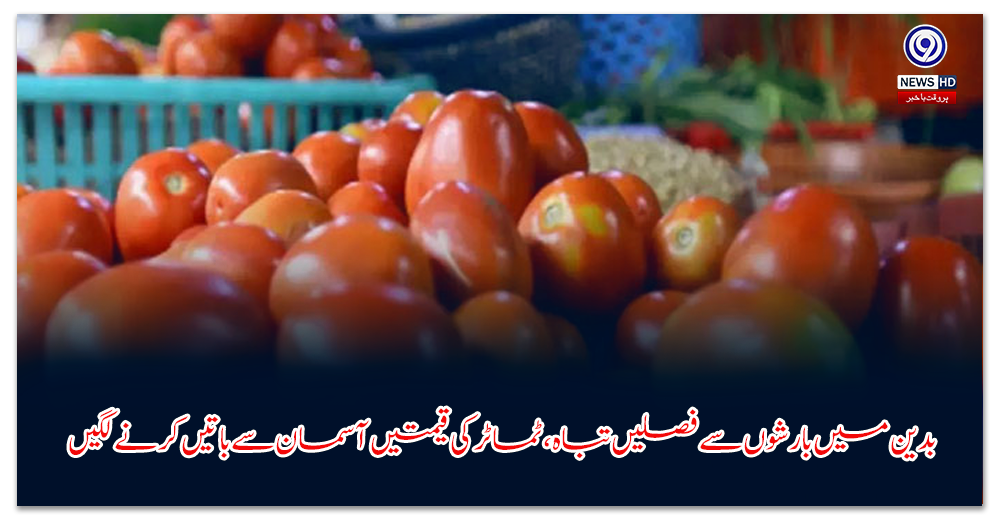 بدین-میں-بارشوں-سے-فصلیں-تباہ،-ٹماٹر-کی-قیمتیں-آسمان-سے-باتیں-کرنے-لگیں
