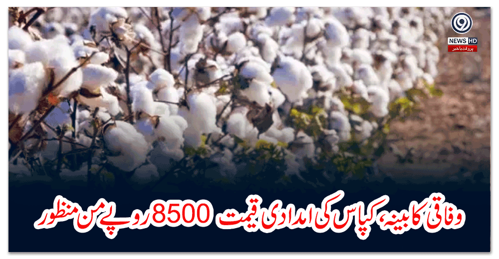 وفاقی-کابینہ-،کپاس-کی-امدادی-قیمت-روپے-من-منظور