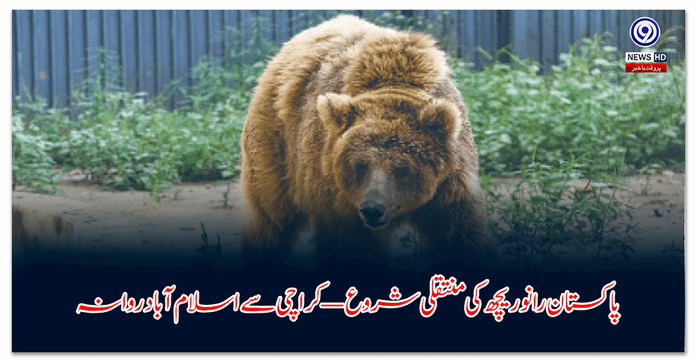 پاکستان-رانو-ریچھ-کی-منتقلی-شروع-—-کراچی-سے-اسلام-آباد-روانہ