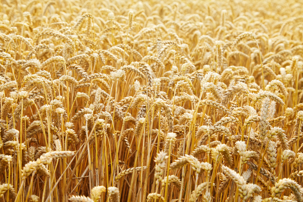 ای-سی-سی-نے-گندم-کی-امدادی-قیمت-ساڑھے-تیرہ-سو-روپے-کر-دی