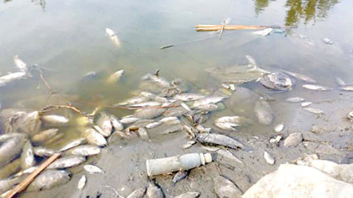 تونسہ-بیراج:زہرڈال-کر-مچھلیاں-پکڑنے-اور-فروخت-کا-انکشاف