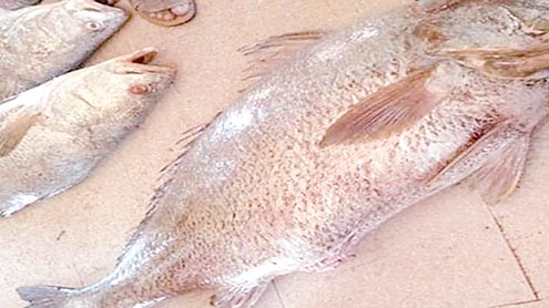 ماہی-گیروں-کے-ہاتھ-لاکھوں-مالیت-کی-دو’’سووا‘‘-مچھلیاں-لگ-گئیں