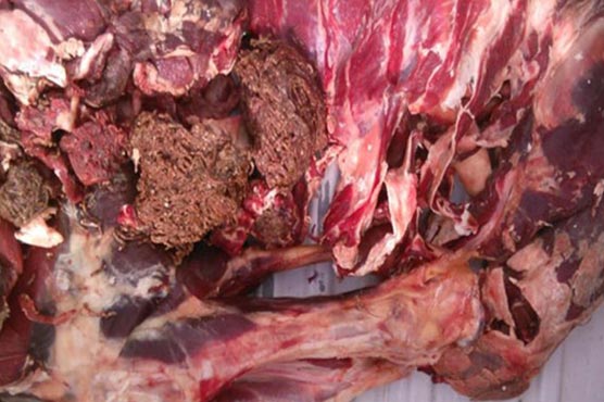 بکر-منڈی:50من-مضرصحت-گوشت،6بیمار-جانور-برآمد