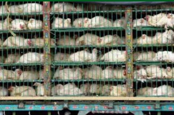 ٹولنٹن-مارکیٹ:32-من-مردہ،بیمار-مرغیاں-برآمد