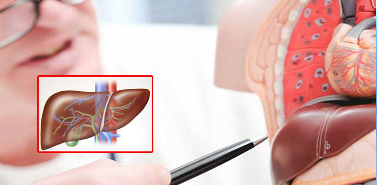 انسانی-جگر:-سروسس-کیا-ہے؟