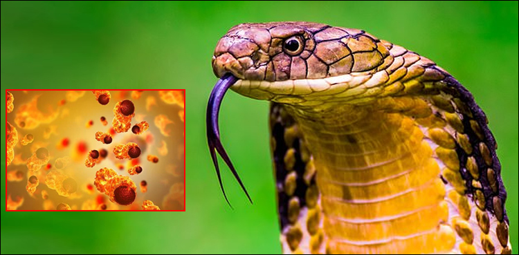 سانپ-کے-زہر-سے-کینسر-کا-علاج-دریافت-کرنے-کا-دعویٰ