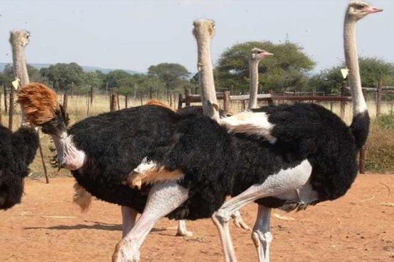 حکومتی-سرپرستی-ختم،شترمرغ-فارمنگ-میں-70فیصد-کمی