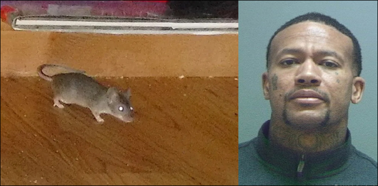 ہوٹل-میں-مفت-رہائش-کیلئے-شہری-نے-چوہے-چھوڑ-دئیے