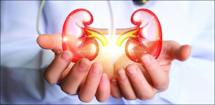 گردوں-کا-عالمی-دن:-جنک-فوڈ-گردوں-کے-لیے-زہر-قاتل