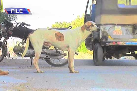 کراچی:-کتوں-کے-کاٹنے-کے-واقعات-بڑھنے-لگے،-روزانہ-60-سے-زائد-کیسز-رپورٹ