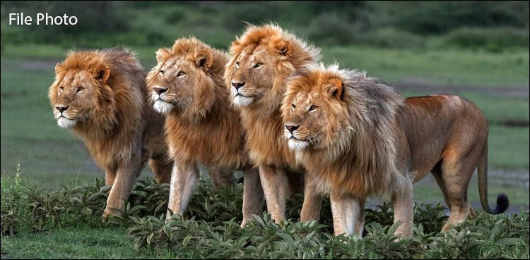 ناکافی-وسائل-کی-وجہ-سے-سفاری-پارک-کے-14-شیر-فروخت-کردیے-گئے