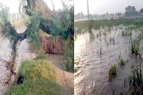 اٹھارہ-ہزاری:نہر-میں-شگاف-پڑنے-سے-فصلیں-زیرآب