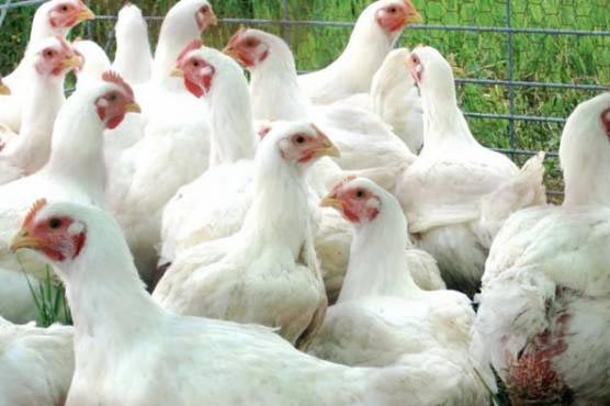 برائلر-مرغی-کاگوشت-سرکاری-قیمت-سے-زائد-میں-فروخت