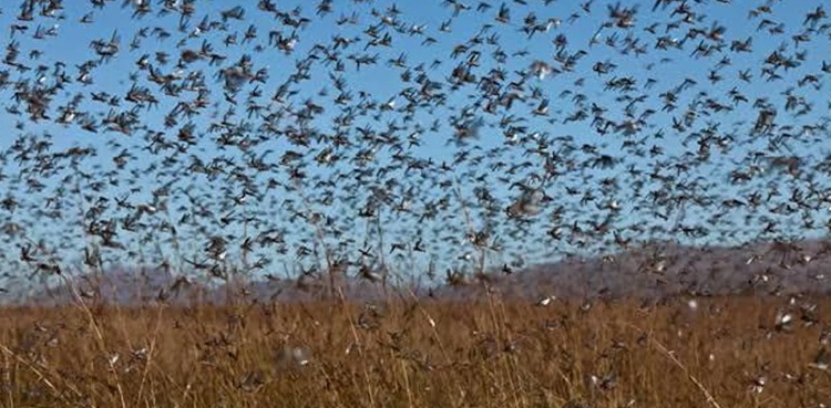 ’وفاق-نے-ٹڈی-دل-کے-خاتمے-کے-لیے-اب-تک-کوئی-بھرپور-تیاری-نہیں-کی‘