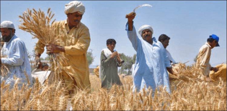 کرونا-وائرس:-زرعی-پیداوار-بھی-متاثر-ہونے-کا-خدشہ