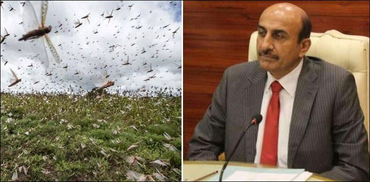 سندھ-حکومت-نے-ٹڈی-دل-کے-خاتمے-کے-لیے-کہاں-کتنی-رقم-خرچ-کی؟