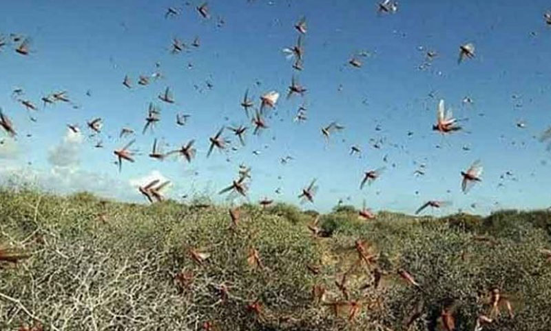 بارکھان-میں-سیب-کے-باغات-پر-ٹڈی-دل-کا-حملہ