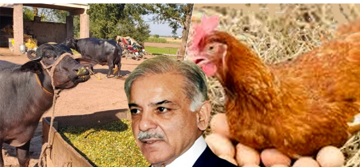 میں-کٹے،-مرغیاں-اور-انڈے-بھی-فروخت-کرتا-ہوں،-نپب-پیشی-پر-شہباز-شریف-کا-تازہ-جواب”
