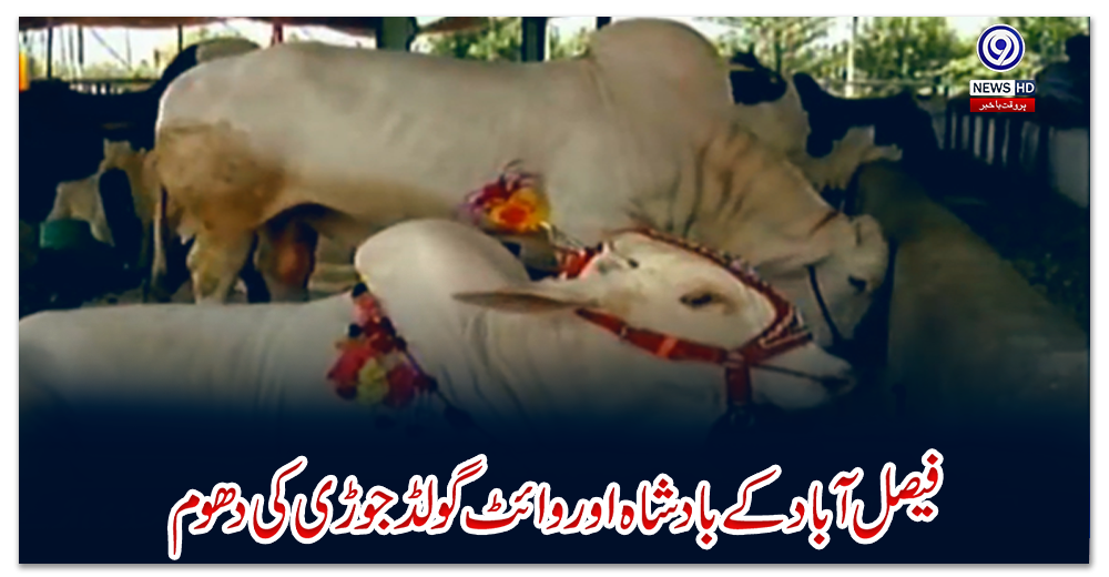 فیصل-آباد-کے-بادشاہ-اور-وائٹ-گولڈ-جوڑی-کی-دھوم