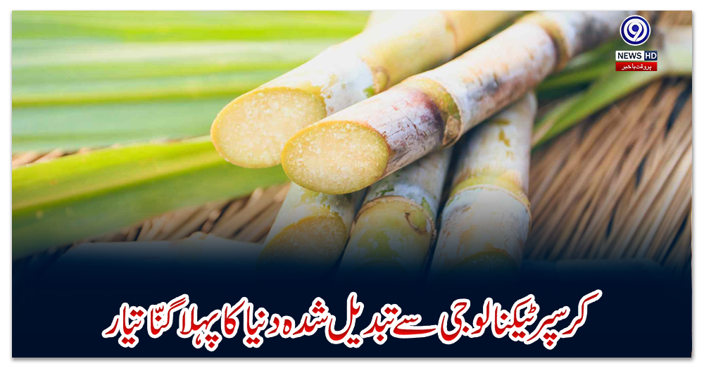 کرسپر-ٹیکنالوجی-سے-تبدیل-شدہ-دنیا-کا-پہلا-گنّا-تیار