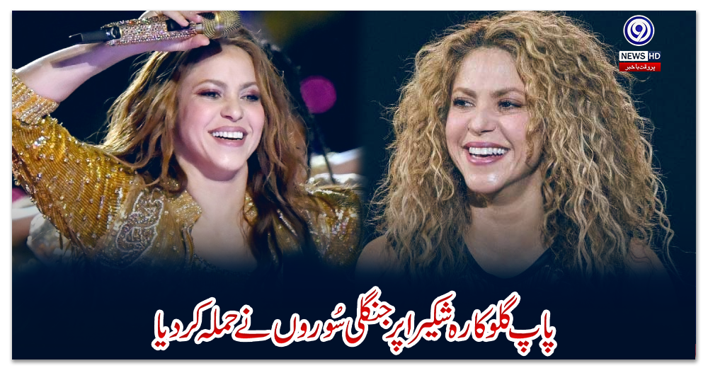 پاپ-گلوکارہ-شکیرا-پر-جنگلی-سُوروں-نے-حملہ-کردیا