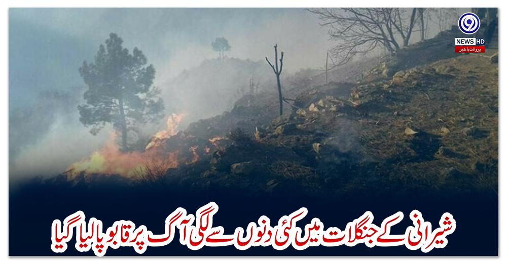 شیرانی-کےجنگلات-میں-کئی-دنوں-سے-لگی-آگ-پرقابو-پالیا-گیا