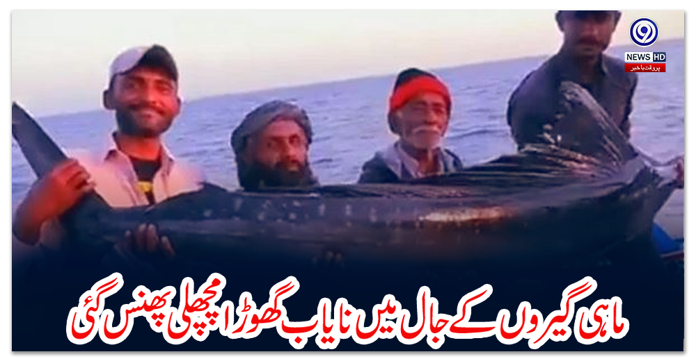 ماہی-گیروں-کے-جال-میں-نایاب-گھوڑا-مچھلی-پھنس-گئی