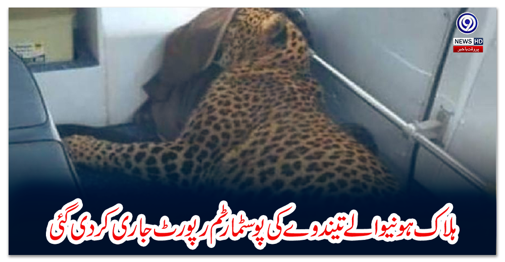 ہلاک-ہونیوالے-تیندوے-کی-پوسٹمارٹم-رپورٹ-جاری-کر-دی-گئی