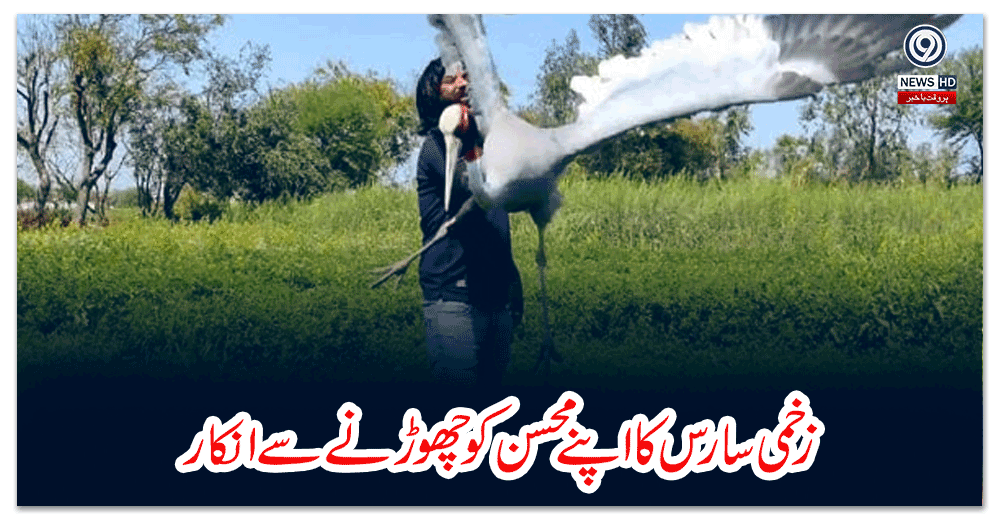 زخمی-سارس-کا-اپنے-محسن-کو-چھوڑنے-سے-انکار