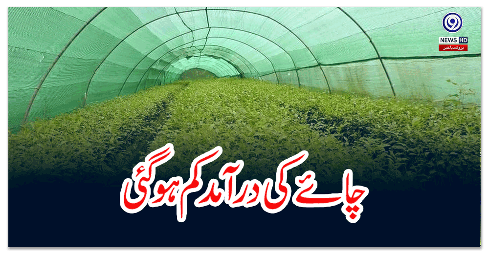 چائے-کی-درآمد-کم-ہو-گئی