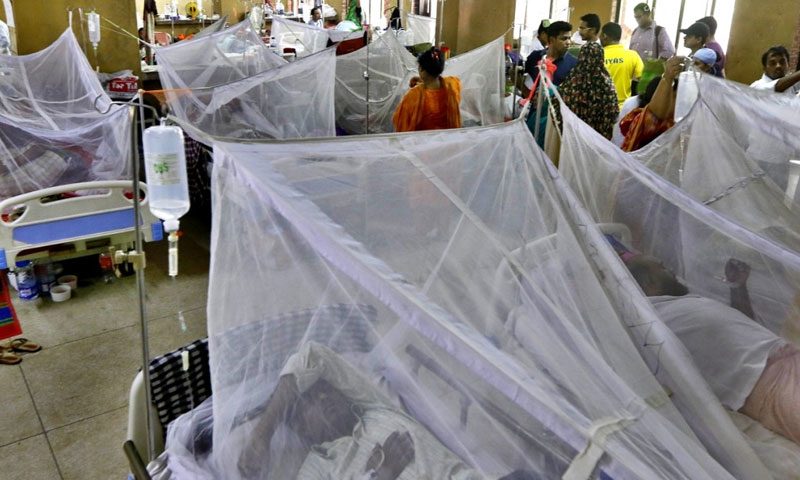 ملک-میں-ڈینگی-سے-ہلاکتوں-کی-تعداد-بڑھ-گئی