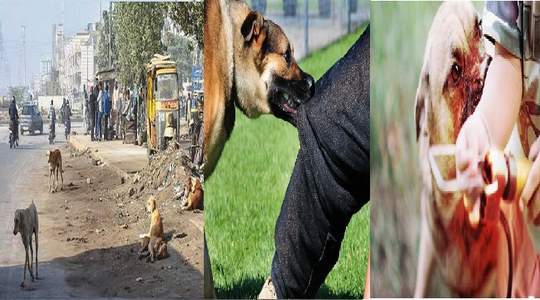 لاڑکانہ-میں-کتوں-کے-کاٹنے-سے-زخمی-ہونے-والا-بچہ-کراچی-میں-زیر-علاج،-حالت-تشویشناک