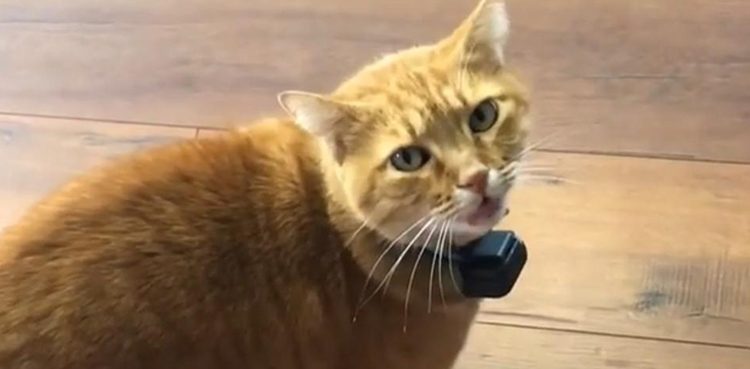 انسان-کی-طرح-بولنے-والی-بلی!-ویڈیو-وائرل