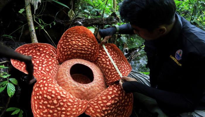 انڈونیشیا،-دنیا-کا-سب-سے-بڑا-پھول-دریافت