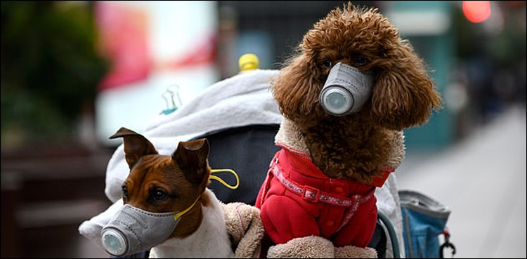 کرونا-وائرس-جانوروں-میں-منتقل،-پہلا-کیس-رپورٹ