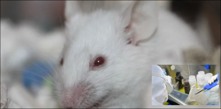 کرونا-وائرس-کی-ویکسین-کا-چوہوں‌-پر-تجربہ