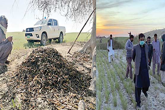 ٹڈی-دل-کے-خاتمے-کیلئے-ڈپٹی-کمشنر-جھنگ-کی-زیر-نگرانی-آپریشن-جاری