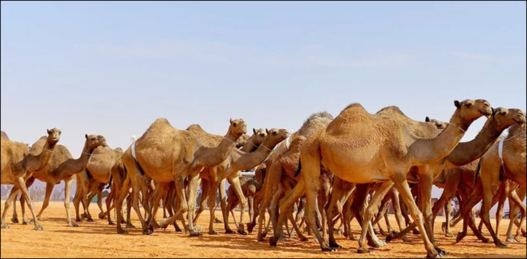 سعودی-عرب:-4-ارب-کی-لاگت-سے-اونٹوں‌-کا-اسپتال-بنانے-کا-فیصلہ