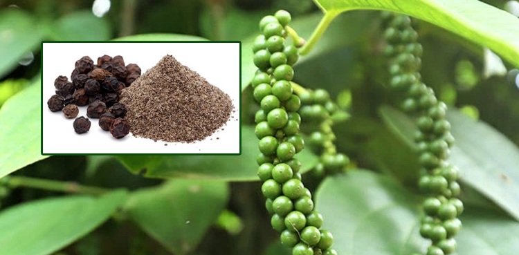 کالی-مرچ:-تجارت-کے-میدان-سے-صحت-کی-دنیا-تک