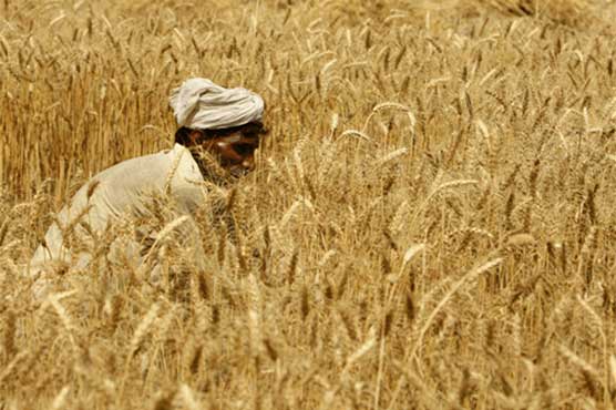 بارشیں:-گندم-خریداری-بند،-پنجاب-میں-آٹے-کی-قلت-کا-خدشہ