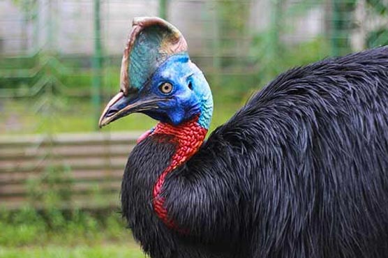 چڑیا-گھر-کا-کساوری-56-برس-کا-ہو-گیا،جیون-ساتھی-نہ-ملا