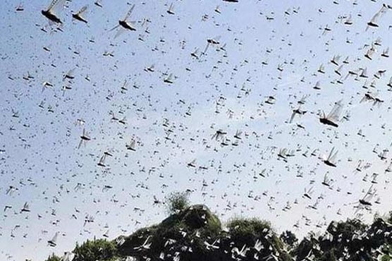 20جون-تا-20جولائی:ٹڈی-دل-کے-شدید-حملوں-کا-خطرہ