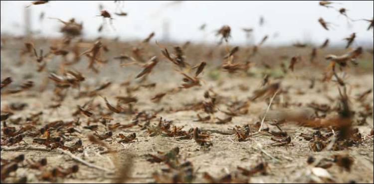 ٹڈی-دل-سے-سندھ-کے-22-اضلاع-متاثر-ہو-چکے-ہیں:-وزیر-زراعت