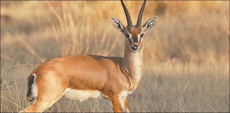 کراچی،-لکڑی-کے-ڈبے-میں‌-چھپائے-جانے-والے-قیمتی-ہرن-برآمد