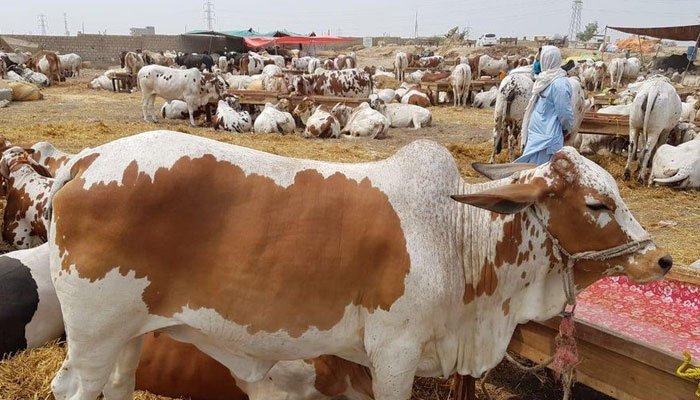 بلوچستان-میں-مویشی-منڈیاں-لگانے-کیلئے-ایس-او-پیز-تیار