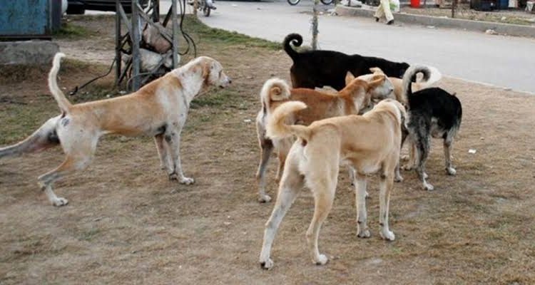 بھارت-میں-کتوں-کے-گوشت-کی-فروخت-پر-پابندی-عائد