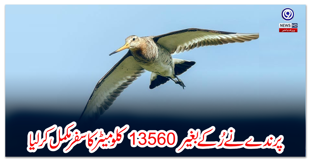 پرندے-نے-رُکے-بغیر-13560-کلومیٹر-کا-سفر-مکمل-کرلیا